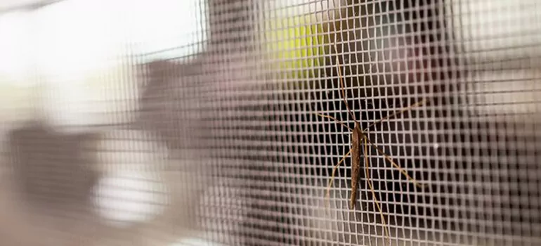 Repair Mosquito Mesh For Windows in Tallahassee, FL